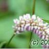 Polygonum butora 'Superbum', flowers