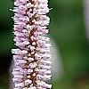 Polygonum butora 'Superbum', flowers