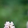 Polygonum butora 'Superbum', flowers