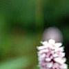Polygonum butora 'Superbum', flowers