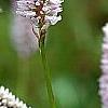 Polygonum butora 'Superbum', flowers