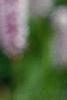 Polygonum butora 'Superbum', flowers