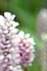 Polygonum butora 'Superbum', flowers