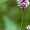 Polygonum butora 'Superbum', flowers