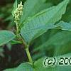 Polygonum polymorphum, flowers