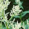 Polygonum polymorphum, flowers