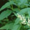 Polygonum polymorphum, flowers