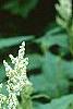Polygonum polymorphum, flowers