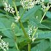Polygonum polymorphum, flowers