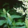 Polygonum polymorphum, flowers