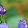 Aconitum napellus, flowers