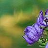 Aconitum napellus, flowers