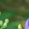 Aconitum napellus, flowers