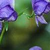 Aconitum napellus, flowers