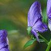 Aconitum napellus, flowers