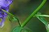 Aconitum napellus, flowers