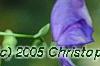 Aconitum napellus, flowers