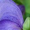 Aconitum napellus, flowers