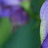 Aconitum napellus, flowers