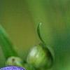 Aconitum napellus, flowers