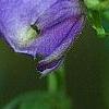 Aconitum napellus, flowers