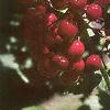 Actaea rubra, fruit