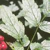 Actaea rubra, fruit