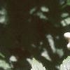 Actaea rubra, fruit
