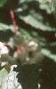 Actaea rubra, fruit
