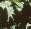 Actaea rubra, fruit