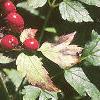 Actaea rubra, fruit