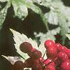 Actaea rubra, fruit