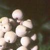 Actaea pachypoda, fruit