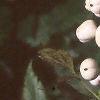 Actaea pachypoda, fruit