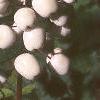 Actaea pachypoda, fruit