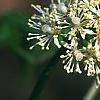 Actaea rubra, flowers