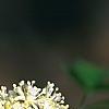 Actaea rubra, flowers