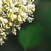 Actaea rubra, flowers