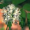 Actaea rubra, flowers