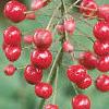 Actaea rubra, fruit