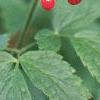 Actaea rubra, fruit
