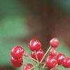 Actaea rubra, fruit