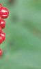 Actaea rubra, fruit