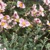 Anemone hupehensis 'September Charm', habit