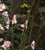 Anemone hupehensis 'September Charm', habit