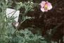 Anemone hupehensis 'September Charm', habit