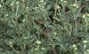 Anemone hupehensis 'September Charm', habit