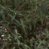Anemone hupehensis 'September Charm', habit