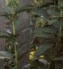 Anemone hupehensis 'September Charm', habit