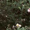Anemone hupehensis 'September Charm', habit